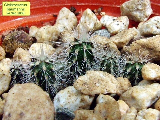 Cleistocactus _baumannii _07